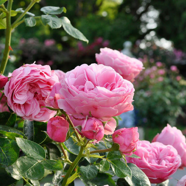 Ein Bild von üppigen, rosa Rosen in einer grünen Umgebung.