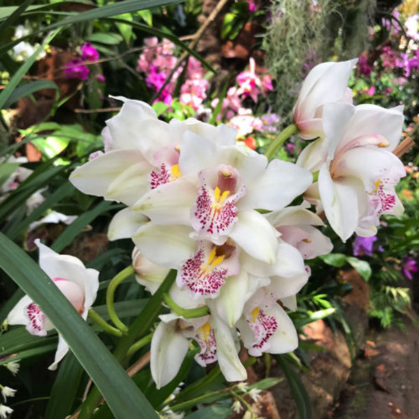 Eine Ansammlung von weißen Orchideen mit purpurroten Flecken in einer üppigen, grünen Umgebung.