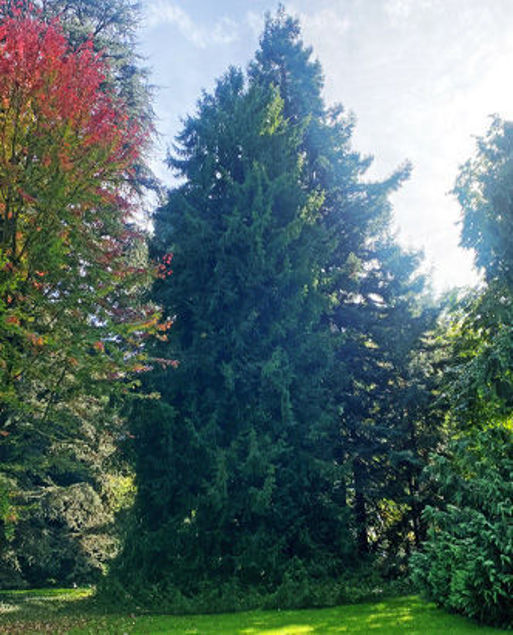 Bild von Baumpatenschaft Kalifornische Nusseibe - 1 Jahr