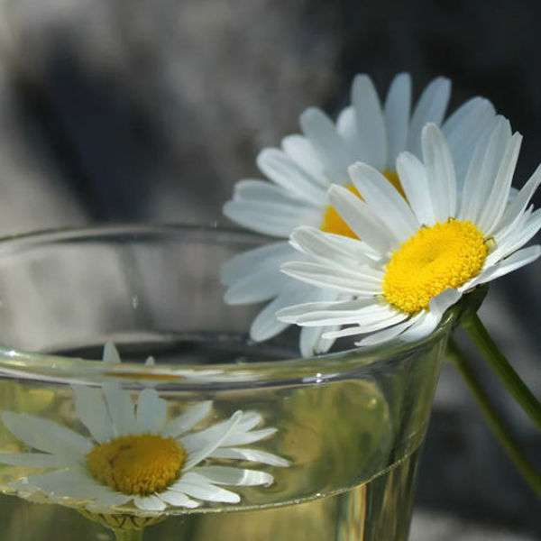 Weiße Gänseblume mit gelber Mitte liegt am Rand eines Glases mit Wasser, in dem sich eine weitere Blüte spiegelt