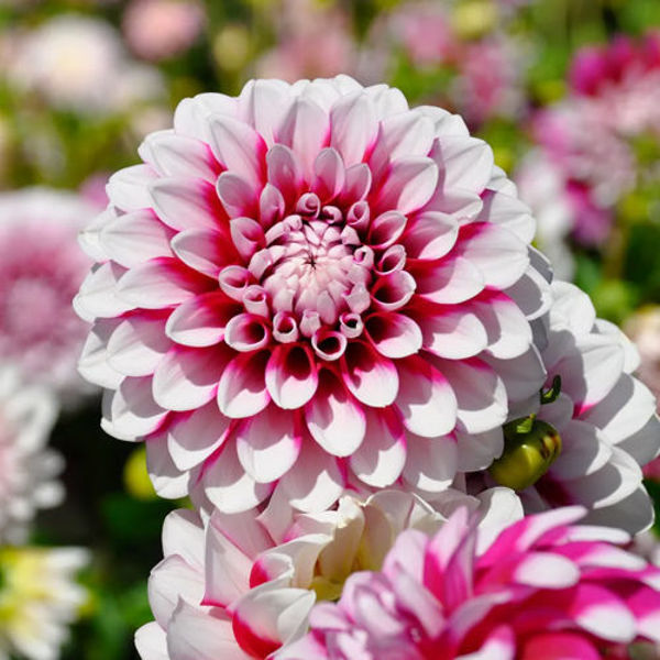 Nahaufnahme einer weiß-rosa Dahlienblüte mit dicht angeordneten Blütenblättern, umgeben von weiteren Dahlien im unscharfen Hintergrund
