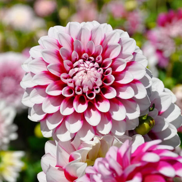 Nahaufnahme einer weiß-rosa Dahlienblüte mit dicht angeordneten Blütenblättern, umgeben von weiteren Dahlien im unscharfen Hintergrund