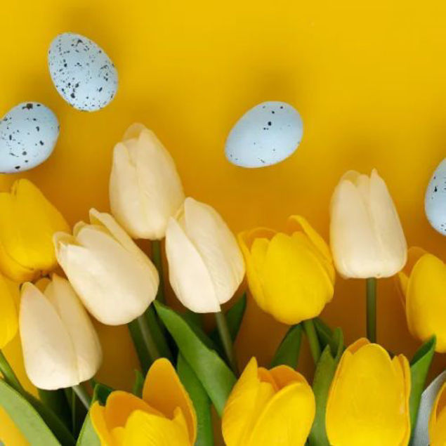 Gelbe und weiße Tulpen mit grünen Blättern liegen vor einem leuchtend gelben Hintergrund; dazwischen sind dekorative, hellblaue gesprenkelte Eier verteilt.