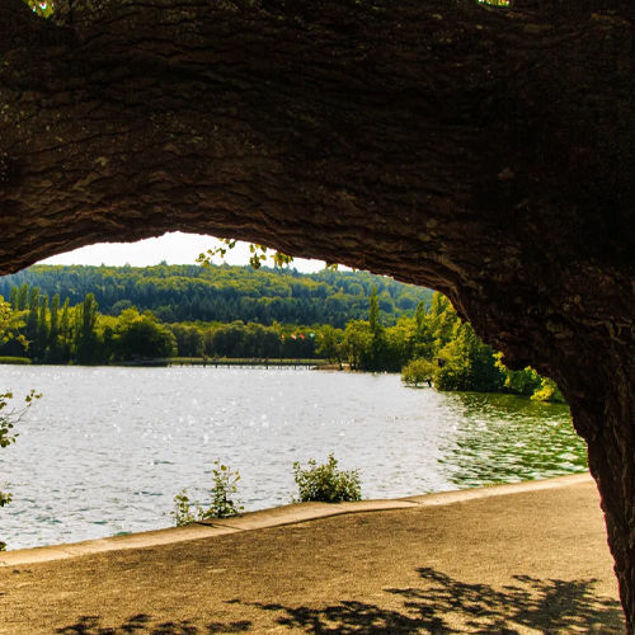 Blick durch einen großen, gebogenen Baumstamm auf einen See mit Uferweg und bewaldeter Landschaft im Hintergrund