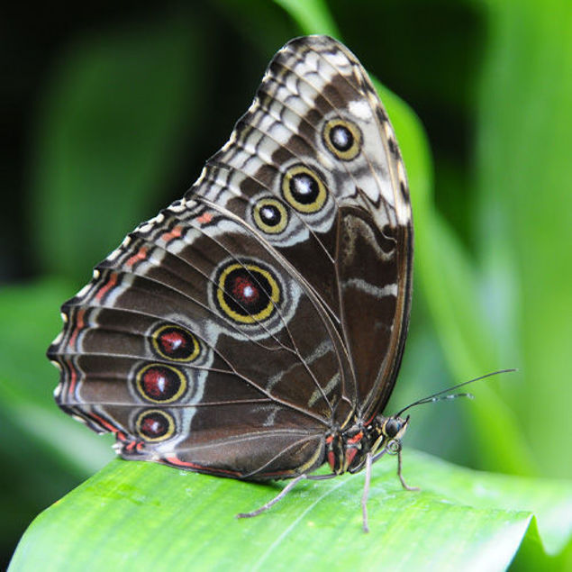 Nahaufnahme eines Schmetterlings mit braun gemusterten Flügeln und auffälligen Augenflecken, der auf einem grünen Blatt sitzt