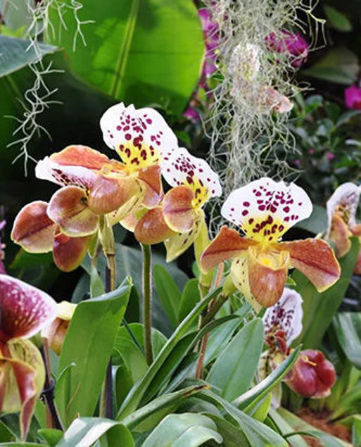 Bild von Orchideen-Dinner am 26. April 2025 im Palmenhaus